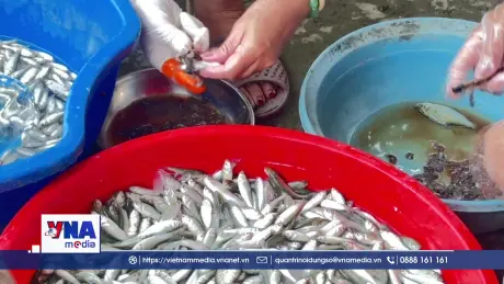 “Đón” cá linh non đầu mùa nước nổi
