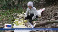 Nông dân Lào Cai làm giàu từ liên kết xuất khẩu măng Bát Độ