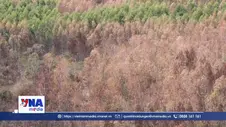 Hàng trăm ha rừng trồng chết do khô hạn tại Quảng Ngãi