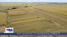 Nông dân Đồng Tháp thu hoạch lúa trước mùa nước nổi