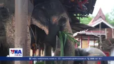 Câu chuyện gìn giữ nghề chăm sóc voi ở Thái Lan