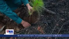 Lâm Đồng tăng tốc trồng rừng giữa mùa mưa Tây Nguyên