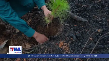 Lâm Đồng tăng tốc trồng rừng giữa mùa mưa Tây Nguyên