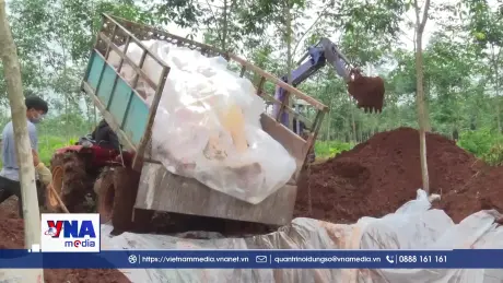 Đồng Nai tiêu hủy gần 3.000 con lợn nhiễm chất cấm