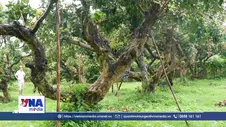 Nâng tầm thương hiệu Thanh nhãn từ hành trình xây dựng chỉ dẫn địa lý