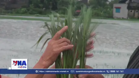 Hưng Yên hơn 3.500 ha lúa bị ngập úng