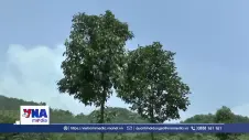 Động lực giúp người dân vùng cao gắn bó cây lâm nghiệp