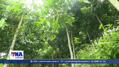 Đất đồi Đồng Tâm vươn lên từ cây quế