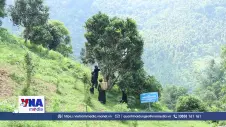 Đánh thức tiềm năng vùng chè Shan tuyết Đồng Phúc