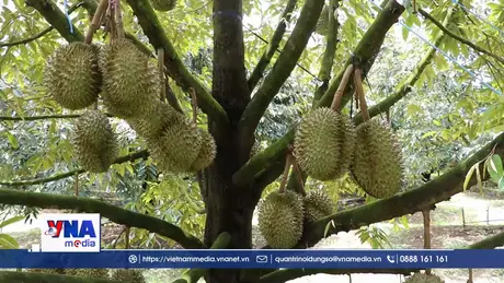Lâm Đồng xây dựng chuỗi giá trị sầu riêng, đáp ứng tiêu chuẩn xuất khẩu