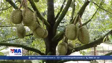 Lâm Đồng xây dựng chuỗi giá trị sầu riêng, đáp ứng tiêu chuẩn xuất khẩu