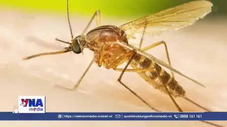 Hà Lan ghi nhận trường hợp tử vong đầu tiên do virus Tây sông Nile