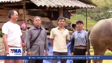  Lào Cai chủ động bảo vệ đàn vật nuôi trước dịch bệnh