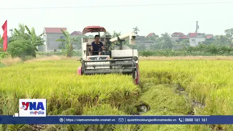 Miếng bánh thị trường tín chỉ carbon sẵn sàng chia phần cho người trồng lúa