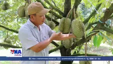 Vua trái cây hứa hẹn về đích suôn sẻ
