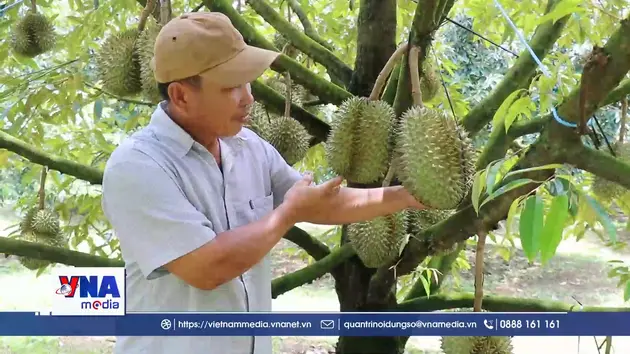 Vua trái cây hứa hẹn về đích suôn sẻ - Trung tâm Nội dung số và Truyền thông