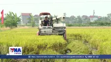 Miếng bánh thị trường tín chỉ carbon sẵn sàng chia phần cho người trồng lúa