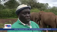 Kenya dựng “lá chắn” bảo vệ hơn 42.000 cá thể voi