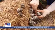Nông nghiệp xanh từ... phế phẩm rơm rạ

