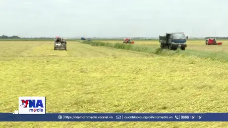 Quảng Trị đẩy nhanh thu hoạch lúa Hè Thu tránh thời tiết bất lợi