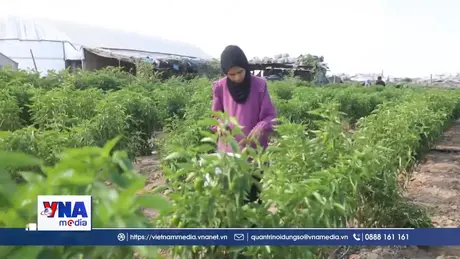Nông dân Gaza gây dựng lại sinh kế