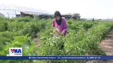 Nông dân Gaza gây dựng lại sinh kế