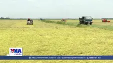Quảng Trị đẩy nhanh thu hoạch lúa Hè Thu tránh thời tiết bất lợi