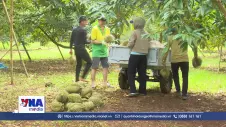 Đắk Lắk mở rộng mã số vùng trồng, niềm vui đi cùng trách nhiệm