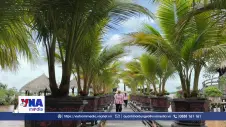 Vườn dừa “độc lạ” giữa Cù Lao Giêng