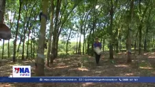 Mở cơ hội thị trường tín chỉ carbon cho ngành cao su