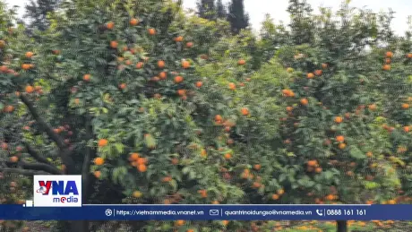 Israel mở rộng xuất khẩu nông sản sang châu Á