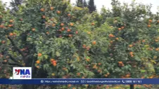 Israel mở rộng xuất khẩu nông sản sang châu Á