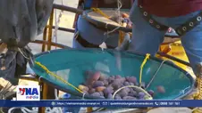 Ngành chà là Israel chịu sức ép từ nhập khẩu và thị trường châu Âu