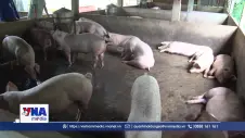 Đồng Nai chuyển hồ sơ vụ lợn nhiễm chất cấm sang Cơ quan Cảnh sát điều tra