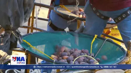 Ngành chà là Israel chịu sức ép từ nhập khẩu và thị trường châu Âu