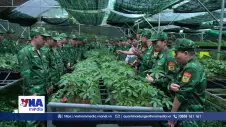 Biên phòng Lai Châu giúp dân trồng sâm tạo sinh kế, bảo vệ rừng biên giới