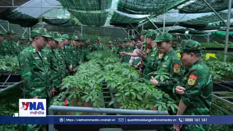 Biên phòng Lai Châu giúp dân trồng sâm tạo sinh kế, bảo vệ rừng biên giới