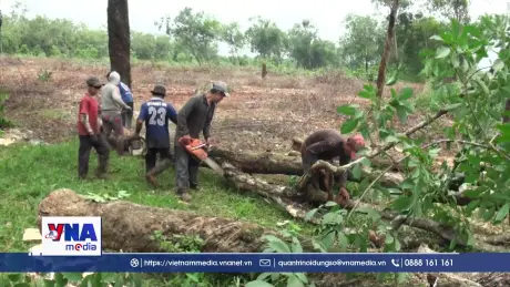 Chậm cưa cắt cao su phục vụ 3 đường kết nối sân bay Long Thành