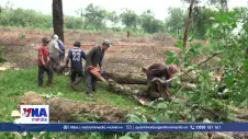 Chậm cưa cắt cao su phục vụ 3 đường kết nối sân bay Long Thành