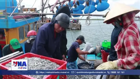 Ngư dân Quảng Trị được mùa biển