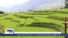 Mùa vàng hút khách ở vùng cao Mù Cang Chải