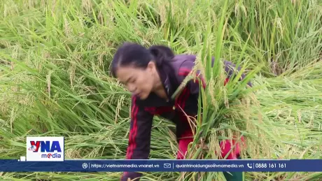 Quảng Ngãi chạy đua với thời tiết cứu diện tích lúa và rau màu