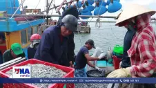 Ngư dân Quảng Trị được mùa biển