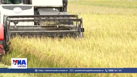 Hà Tĩnh khẩn trương thu hoạch lúa Hè Thu phòng trách mưa, lũ