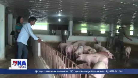 “Lỗ hổng” trong phòng, chống dịch bệnh vật nuôi vì thiếu cán bộ thú y