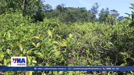 Giữ hương chè cổ Lộc Thanh