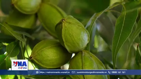 Trung Quốc gia hạn điều tra chống bán phá giá hạt hồ đào Mỹ và Mexico