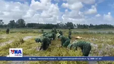Quảng Ngãi lực lượng vũ trang giúp người dân thu hoạch lúa bị ngã, đổ