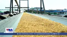 Giá gạo xuất khẩu vẫn duy trì trạng thái ổn định