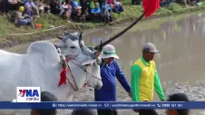 Tưng bừng Hội đua bò Chùa Rô năm 2026